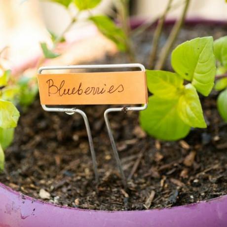 Planta de mirtilo em uma panela de plantio de jardim