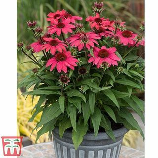 Echinacea SunMagic 'Vintage Red' Coneflower