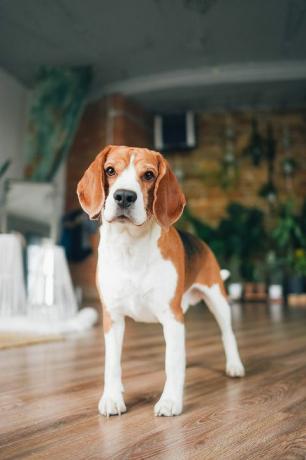 retrato de um cachorro beagle com humor brincalhão