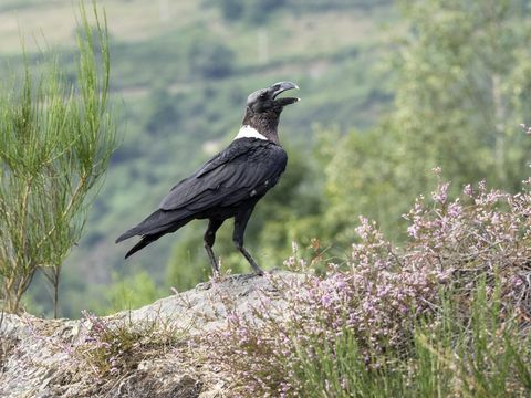 Corvo de pescoço branco (Corvus albicollis), empoleirado em uma rocha