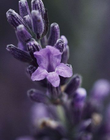 close-up de flor de lavanda