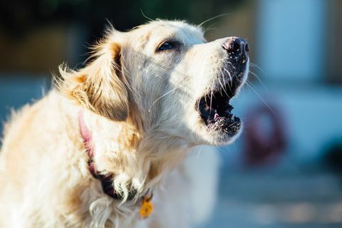 Close-up de cachorro com a boca aberta, olhando para longe