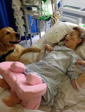 Cães de terapia foram introduzidos em um hospital infantil para ajudar a aliviar a ansiedade