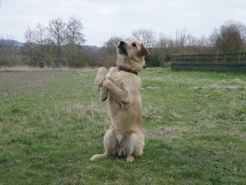 Cevada, o cachorro