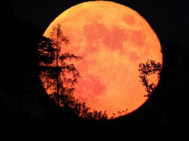 grande lua cheia laranja com silhuetas de árvores na frente dela