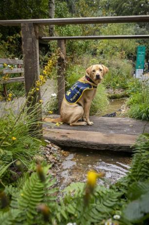 filhote de cão-guia em treinamento, flash, retratado no jardim artesanal do rhs chelsea, que foi criado este ano em comemoração aos 90 anos de parcerias de cães-guia na Grã-Bretanha flash é um Labrador fêmea, de oito meses, nomeada em homenagem ao aniversário de 90 anos dos cães-guia data da foto segunda-feira, 20 de setembro de 2021fotografia de christopher ison ©07544044177chrischristopherisoncomwwwchristopherisoncom