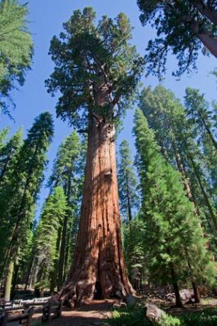 Árvore de sequóia no Parque Nacional Sequoia, Califórnia