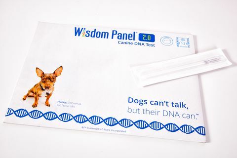 Agora você pode descobrir a ascendência do seu cão usando este novo kit de teste de DNA em casa