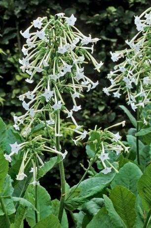 Flor, planta com flores, planta, folha, subarbusto, Heracleum (planta), planta perene, 