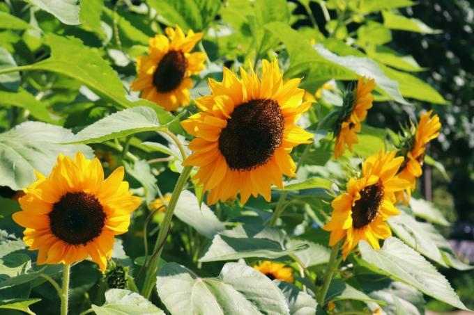 girassóis lindas flores ensolaradas em um dia ensolarado de verão