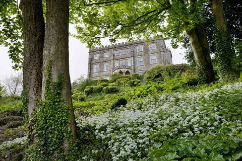 Newark Park e alho selvagem © National Trust Images Andrew Butler