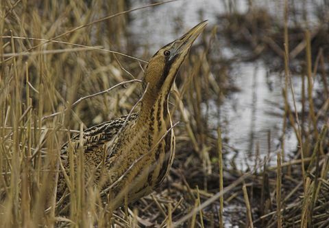 Vista de um Bittern adulto (Botaurus stellaris) alimentando-se em um canavial, do 'Bittern Watchpoint' no Lee Valley Country Park