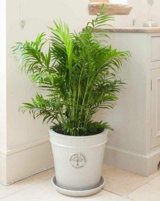 Palmeira areca em vaso de cultivo