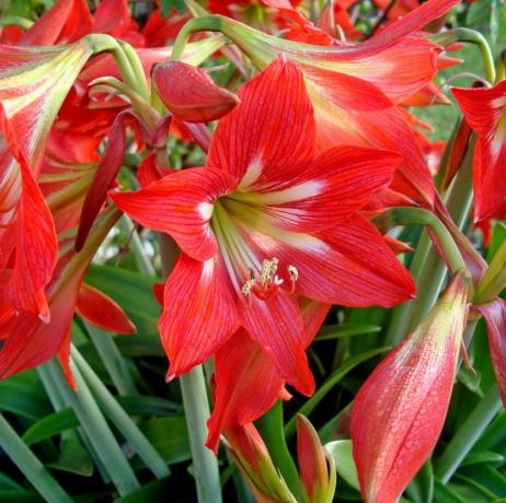 Flores vermelhas do Amaryllis no jardim