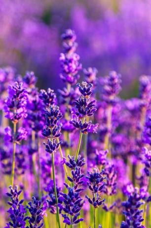 campo de lavanda violeta