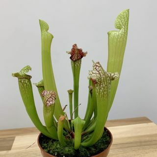 Sarracenia leucophylla