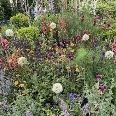 plantas roxas tendência do desfile de flores de chelsea