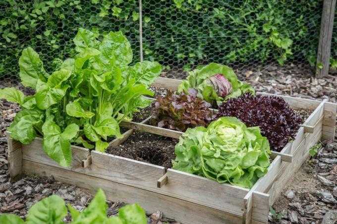 caixas de madeira para horta com diferentes tipos de saladas