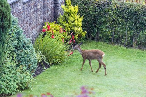 Um cervo pastando em um arbusto em um jardim