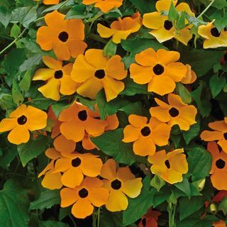 Black eyed susan videira 'Suzie Orange with Eye' 