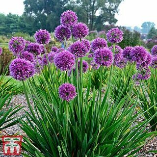 Allium 'Lavender Bubbles'Cebola Ornamental