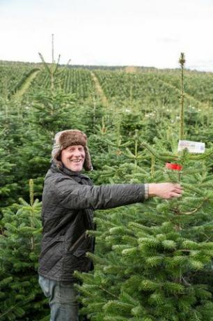 Waitrose está vendendo árvores de Natal gigantes de 9 pés, enquanto se prepara para o dia mais movimentado de vendas de árvores