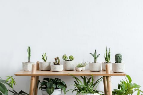 interior da sala escandinava com composição de plantas, cactos e suculentas em vasos de design e hipster na prateleira marrom paredes brancas conceito moderno e floral do amor em casa natureza jardim