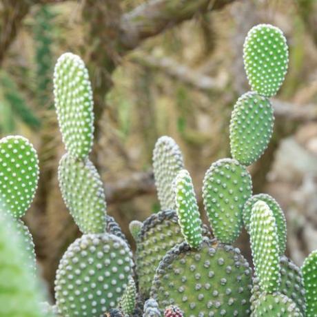 cacto opuntia microdasys albida em um jardim de cactos, também chamado de asas de anjo, cacto de orelhas de coelho, cacto de coelho ou cacto de bolinhas