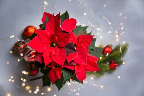 flor de poinsétia vermelha e arranjo festivo de natal com guirlanda cintilante na vista superior de fundo cinza, copie o espaço