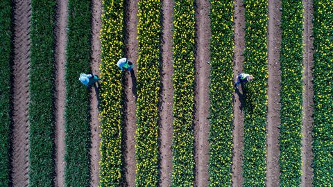 trabalhadores verificando as tulipas no último campo de lâmpadas restante da Grã-Bretanha perto de King's Lynn, Norfolk