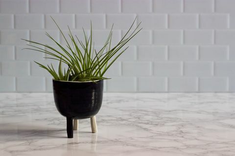 plantas de ar em vaso de cerâmica