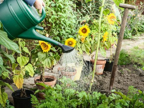 Mão regar plantas no quintal