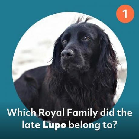 lupo cachorro família real