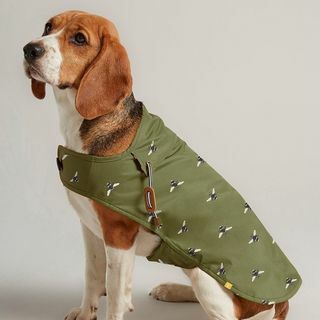 Casaco para cães encerado verde-oliva