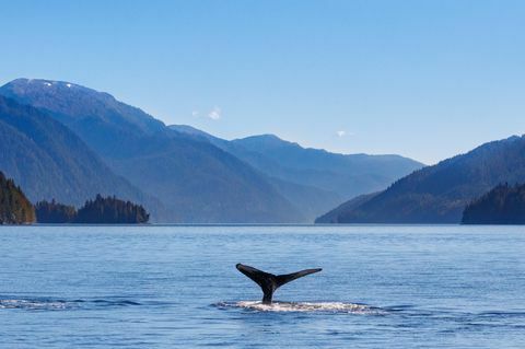baleia jubarte e a costa noroeste do Pacífico