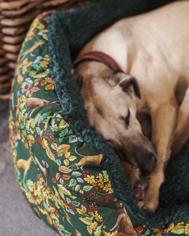 Emma Bridgewater lança linha para cães