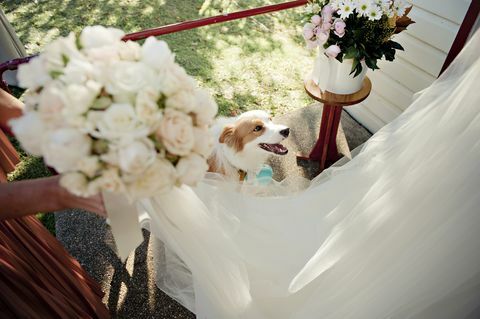 Cão na recepção de casamento