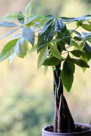 plantas de casa populares planta de árvore de dinheiro