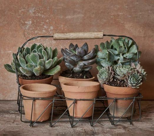 Conjunto de plantador de terracota Jara