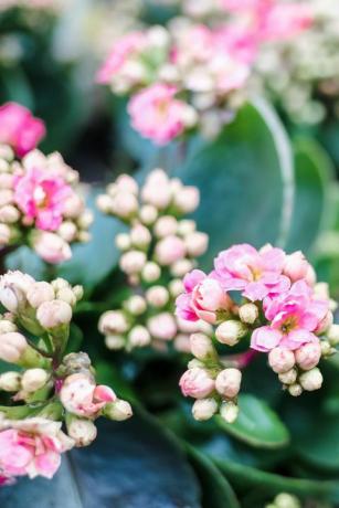 plantas de casa populares flor de kalanchoe rosa