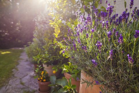 Vasos de plantas na frente da casa, lavanda