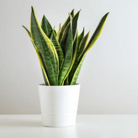 planta sansevieria em vaso na mesa branca