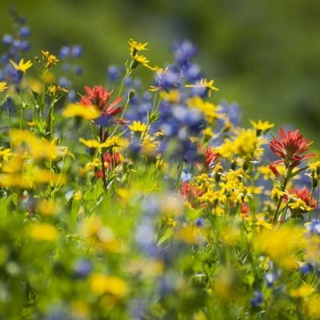 flores silvestres lá fora