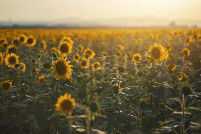 Envio - Fora do sol, até de manhã