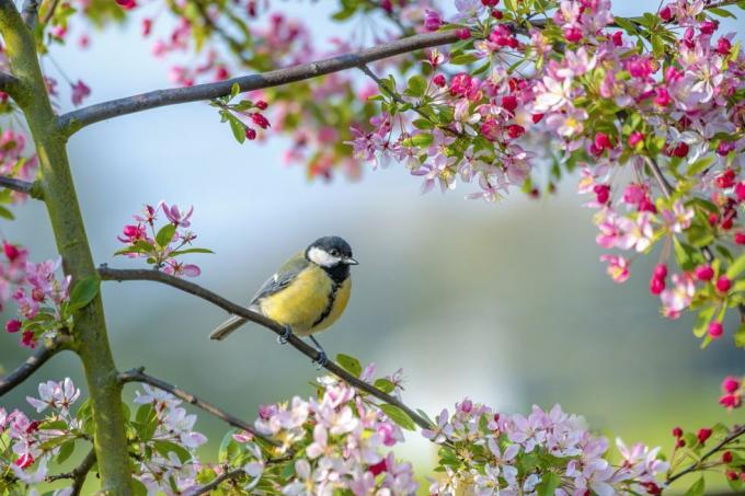 um pássaro de jardim bluetit parus major descansando no galho de uma macieira com flor de primavera