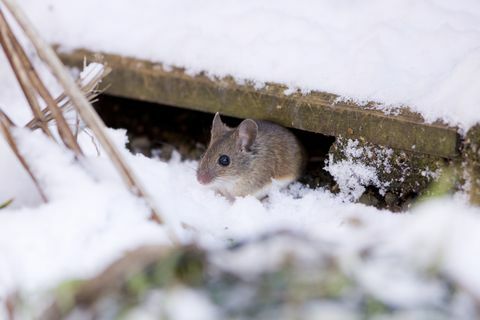 Rato-da-madeira (Apodemus sylvaticus)