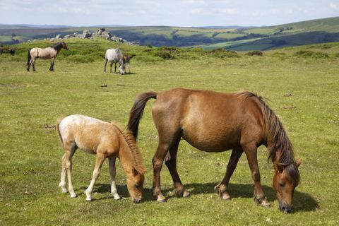 Pôneis de Dartmoor