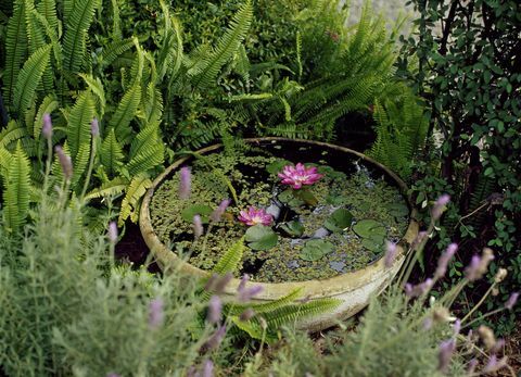 Lagoa de contêiner pequeno em um jardim com lírios cor de rosa: plantas à base de água em uma tigela de barro cercada por lavanda e sempre-verde