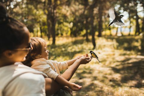 mãe e seu filho alimentando o chapim selvagem com sementes de girassol em parque público no outono