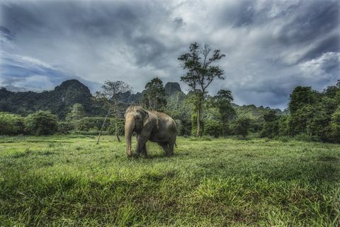 elefante selvagem no parque nacional khao sok